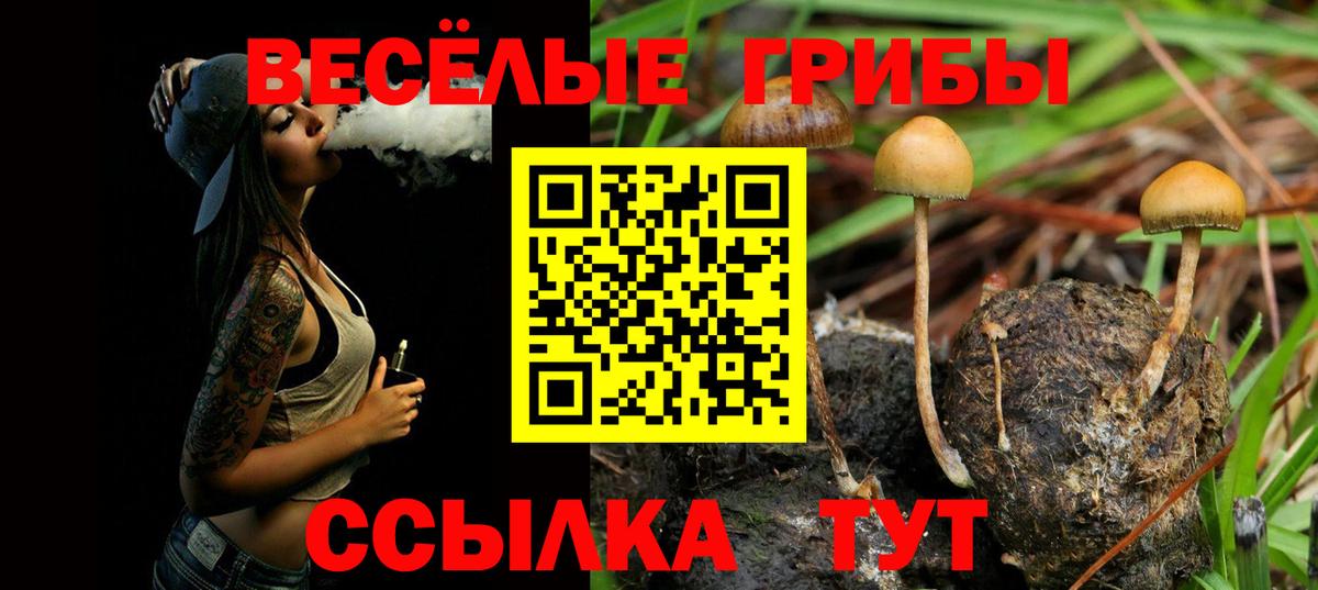 Псилоцибиновые грибы Cubensis  Вход с VPN  где найти   Ярославль 